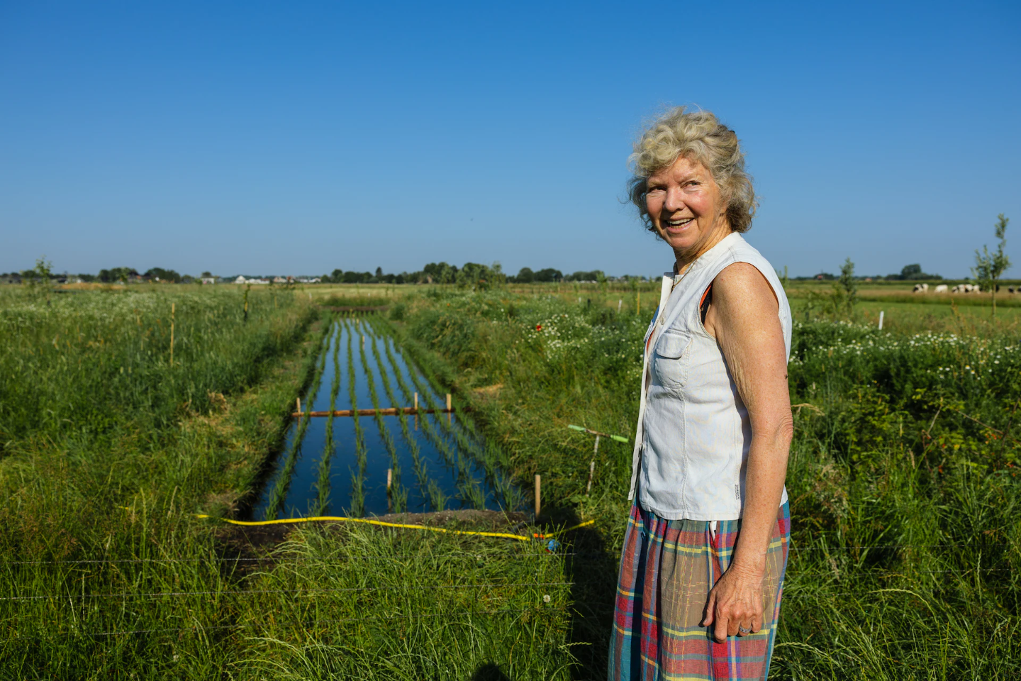 Verander veenland in sawa’s, dan heb je minder uitstoot én biologisch voedsel (Trouw)